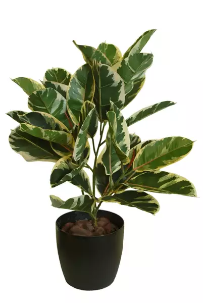 Ficus Elastica Plant 70 cm Variegated 1081001