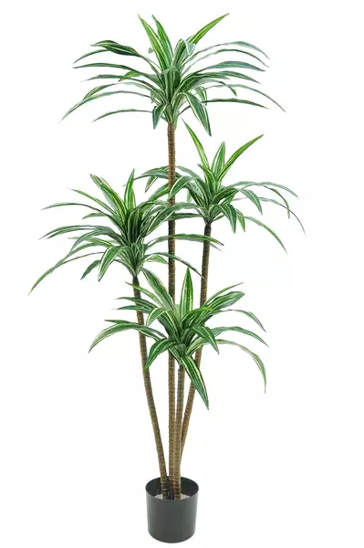 Dracaena Deremensis w pot 150 cm Var 5662VAR