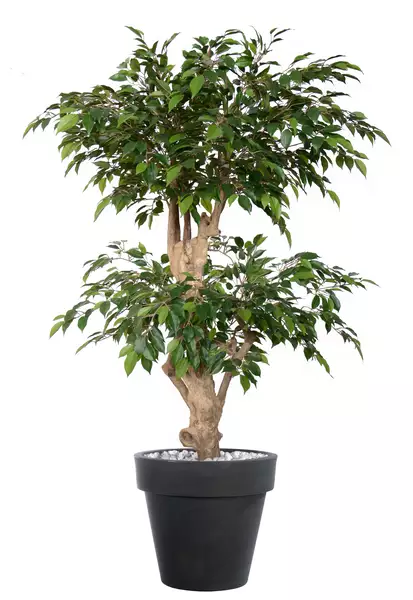 Ficus Nitida Double Step 160 cm Green V1098G06