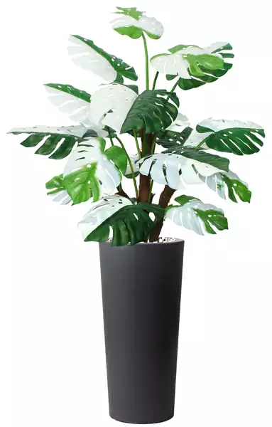 Monstera Deliciosa Bush 190 cm Green White V5641001