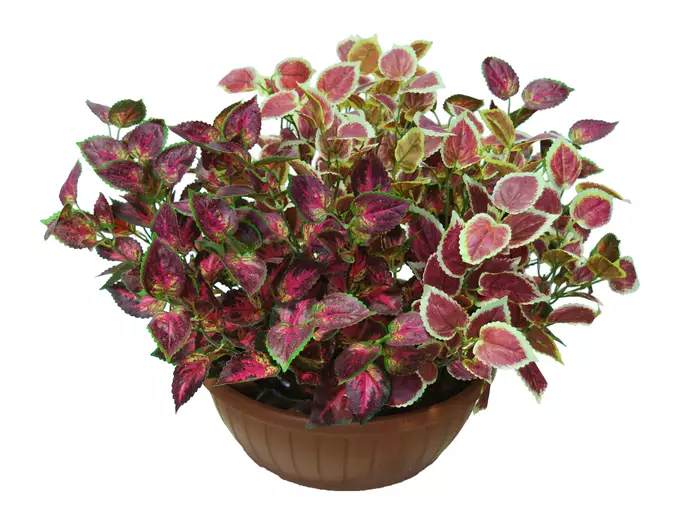 Coleus Bush Ø 70 h 50 cm Assorted 5623A01