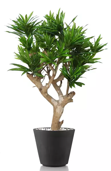 Dracaena Reflexa Robustina 100 cm Green V4008A28