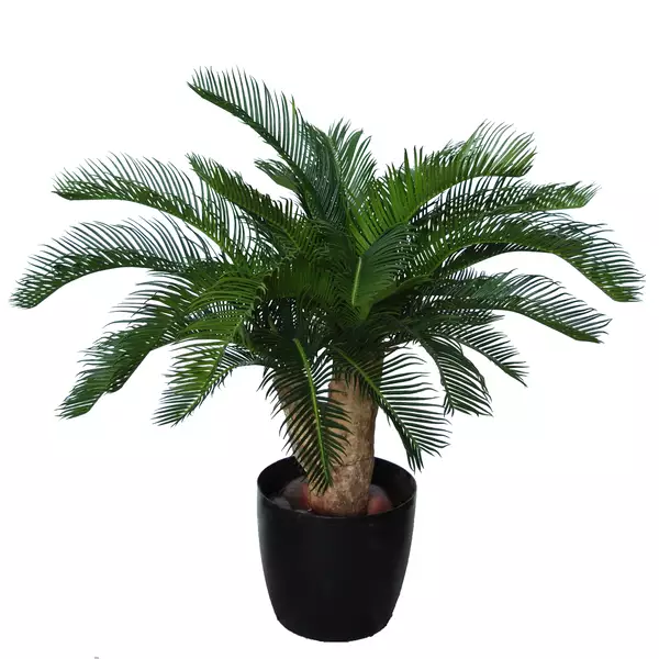 Cycas Baby Plant 70 cm Green 5647001