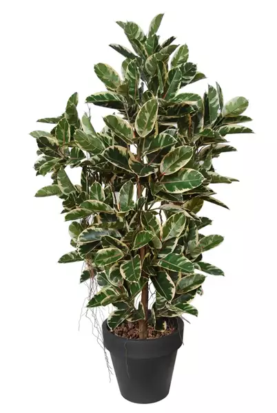 Ficus Elastica Boschetto 210 cm  Variegated V1081003