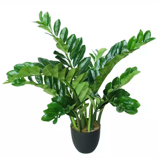 Zamiifolia Robusta w Pot 90 cm Green 5501GRN