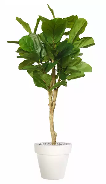 Ficus Lyrata Wild Topiary 200 cm Green V1100014