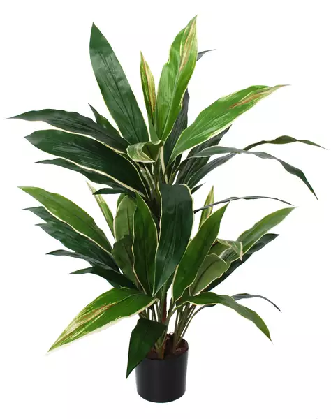 Cordyline Bush w pot 80 cm Green Yellow 5545GYE