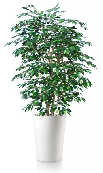 Ficus Exotica Boschetto 210 cm Green V1049022