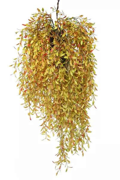 Hanging Willow  70 cm Multicolor   5595001