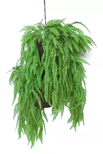 Hanging Fern Fabulosa 80 cm Green 5577000