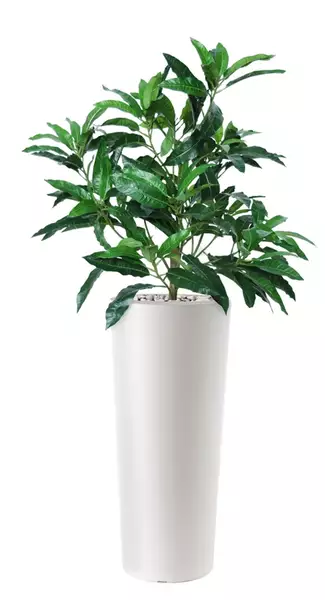 Mango Bush 130 cm Green V1069001