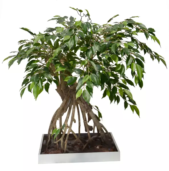 Ficus Nitida Root Bonsai 80 cm Green 1098G07