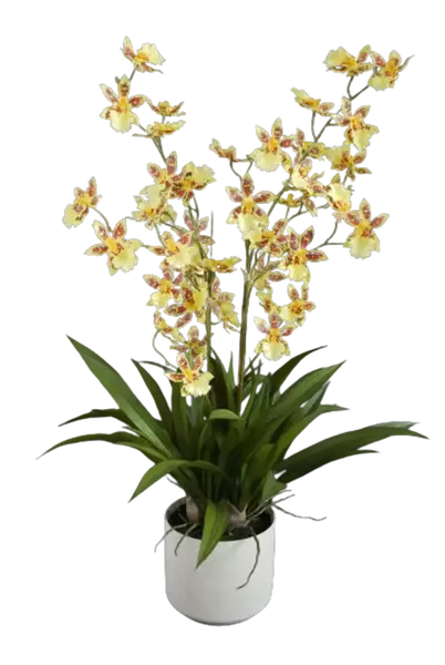 Orchid_Dancing_Fiber_Pot_70_cm_Yellow_5681YEL-removebg-preview