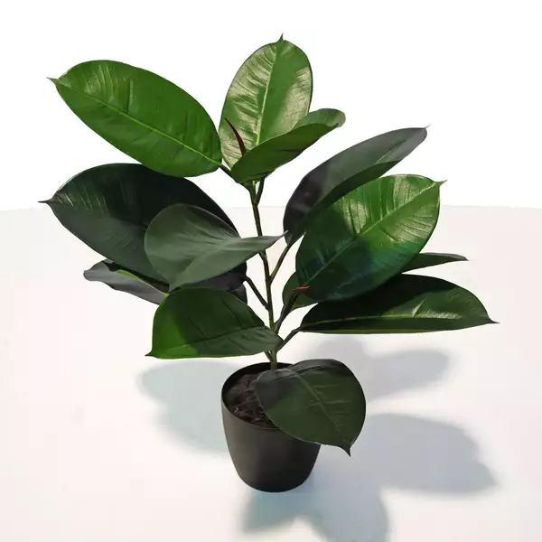 Ficus Elastica Bush 60 cm Green 5426001