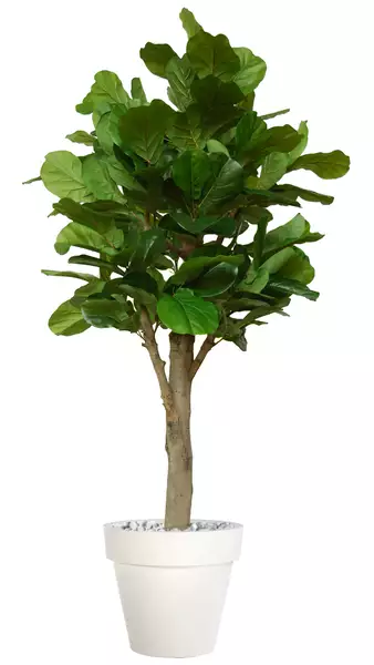 Ficus Lyrata Wild Florence Ø 110 h 280 cm Green V1100015