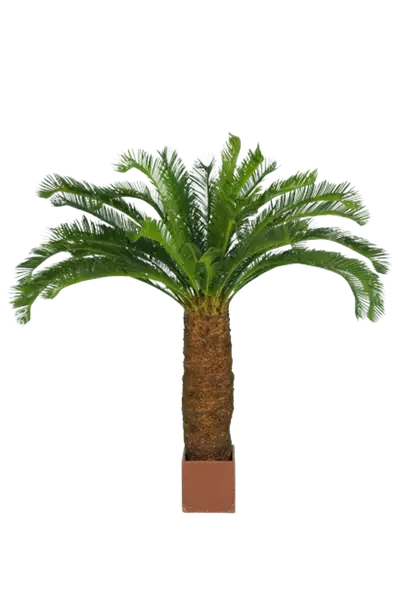 Cycas_Palm_w_pot_160_cm_Green_5405GRN-removebg-preview