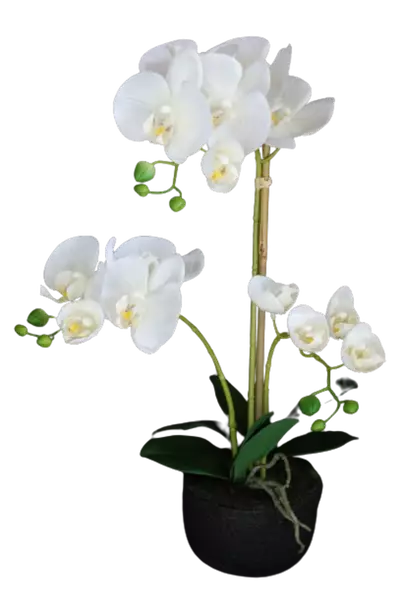 Orchid_Phalaenopsis_Foam_Base_50_cm_White_5686WHT-removebg-preview