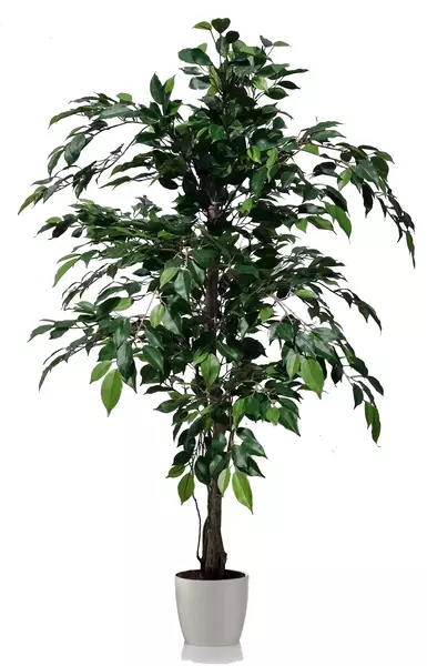 Ficus Nitida Tree 140 cm Green 1101G05