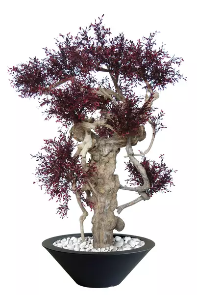 Willow Botero 180 cm Purple V5653002