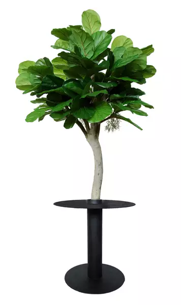 Ficus Lyrata Wild mEATing Tree d 150 h 220+70 cm Green 1100001