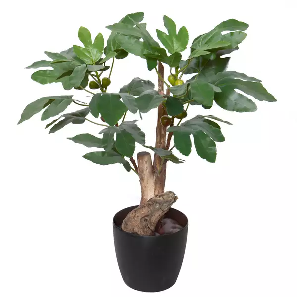 Fig Plant 80 cm Green 1112002