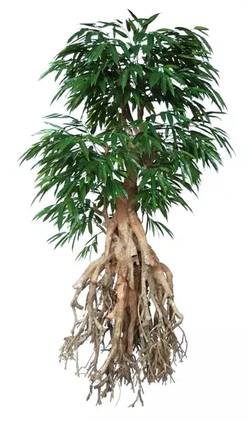 Longifolia Root Giant 250 cm Green 1058024