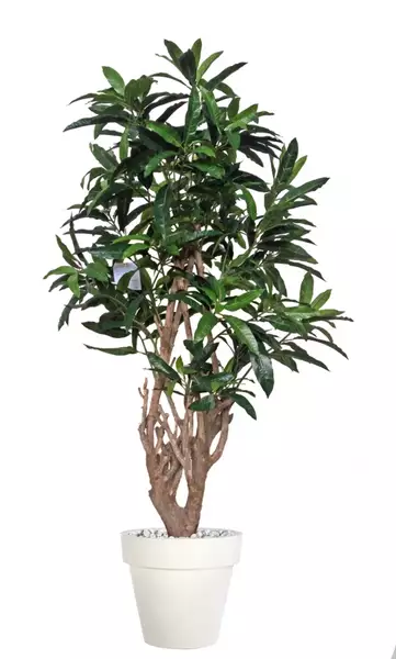 Mango Malabar 150 cm Green V1069002