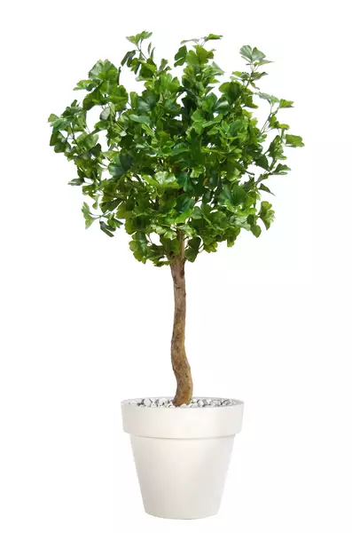 Gynkgo Topiary 150 cm Green V1087004