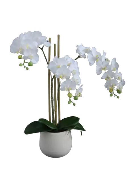 Orchid_Phalaenopsis_Mini_Fiber_Pot_50_cm_White_5685WHT-removebg-preview