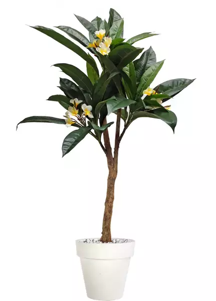 Plumeria Florida Plant 150 cm Green Cream V1082003