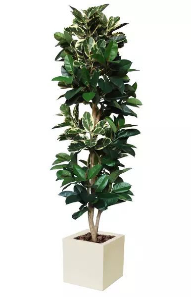 Ficus Elastica Column 250 cm Variegated  V5426015