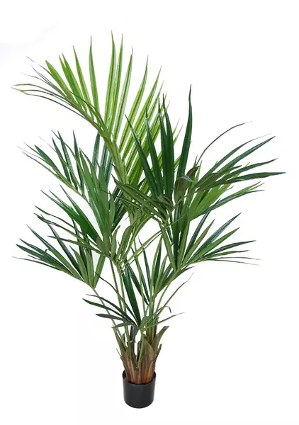 Kentia Palm w pot 160 cm Green 5434GRN