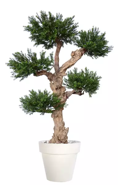 Pine Taxus Pom Pom 190 cm Green V8105004