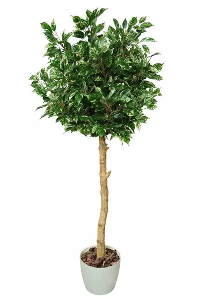 Ficus Nitida Topiary 140 cm Variegated 1101V02