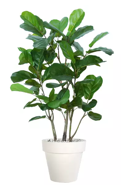 Ficus Lyrata Wild Boschetto 150 cm Green V5658001