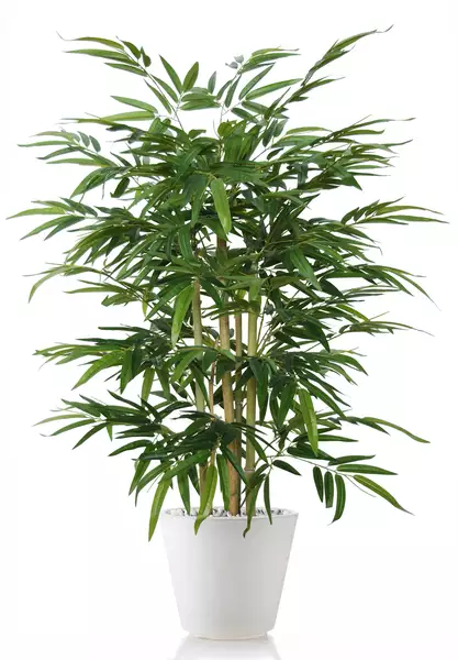 Bamboo Wild Bush 120 cm Green  V1074018