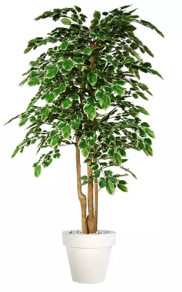 Beech Florida Topiary 200 cm Variegated V1080V06