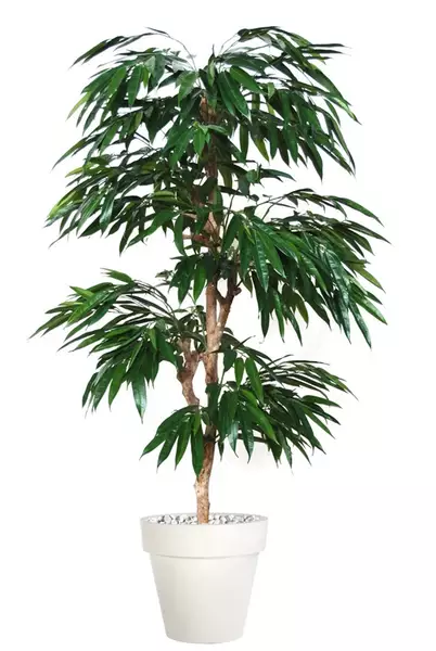 Longifolia Multistep 180 cm Green V1058008