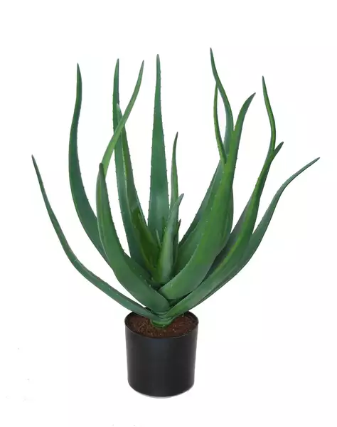 Aloe Vera w pot 60 cm Green 5429GRN