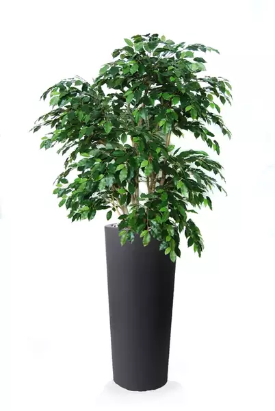 Ficus Exotica Lux 210 cm Green V1049024