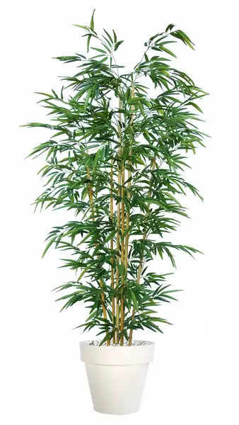 Bamboo Arrangement 240 cm Green V5667001