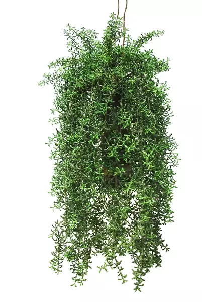 Hanging Senecio 70 cm Green 5605001