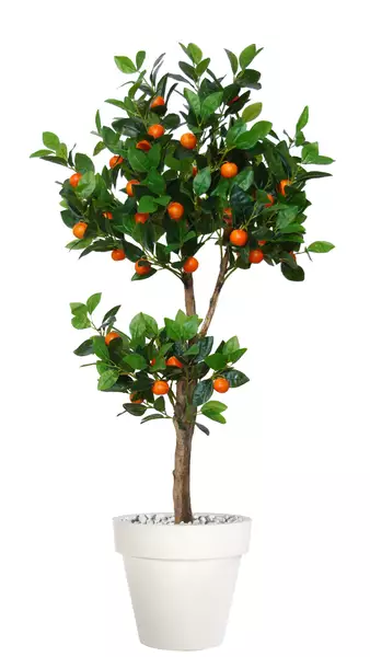 Kumquat Topiary 150 cm Green Orange V1110001