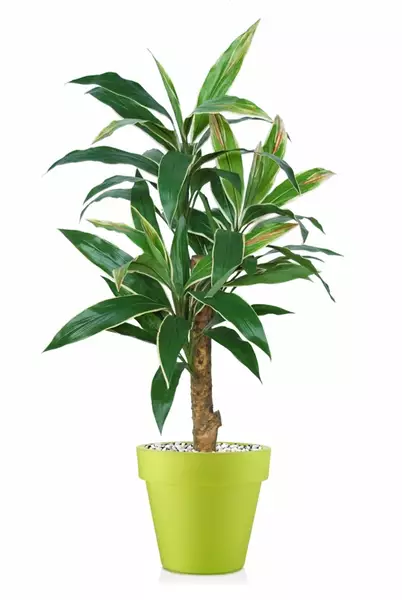 Cordyline Exotica 120 cm Variegated V5416001