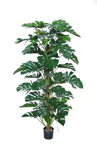 Split Philo Climber w pot 180 cm Green 5438GRN