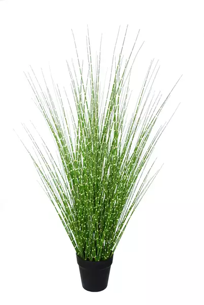 Zebra Grass w Pot 80 cm Green 5679GRN