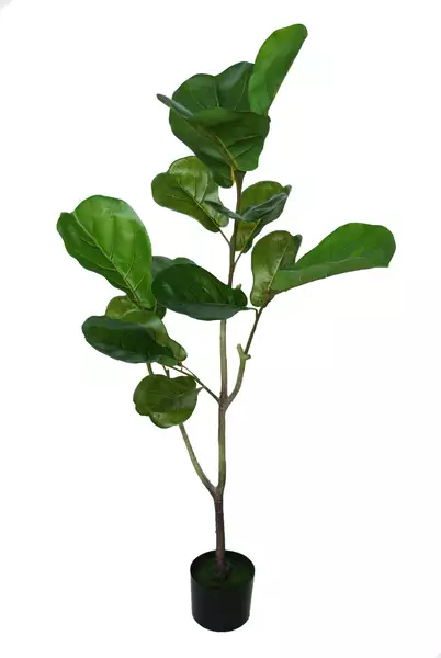 Ficus Lyrata Wild Plant w pot 125 cm Green 5658GRN