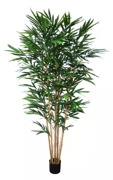 Bamboo Royal w pot 240 cm Green 5642GRN