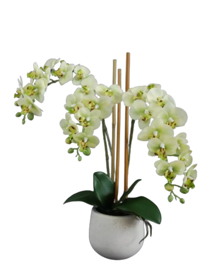 Orchid_Phalaenopsis_Mini_Fiber_Pot_50_cm_Lime_5685LIM-removebg-preview