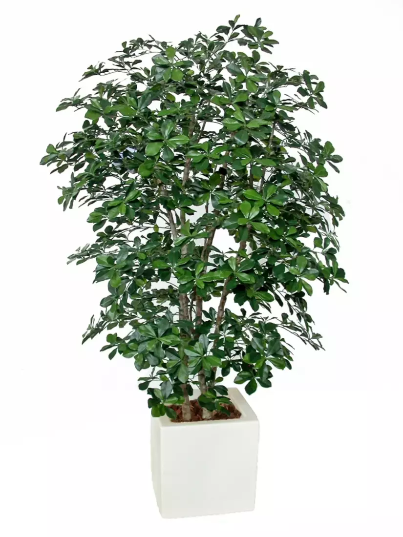 Buxifolia Boschetto 180 cm Green V1095G01